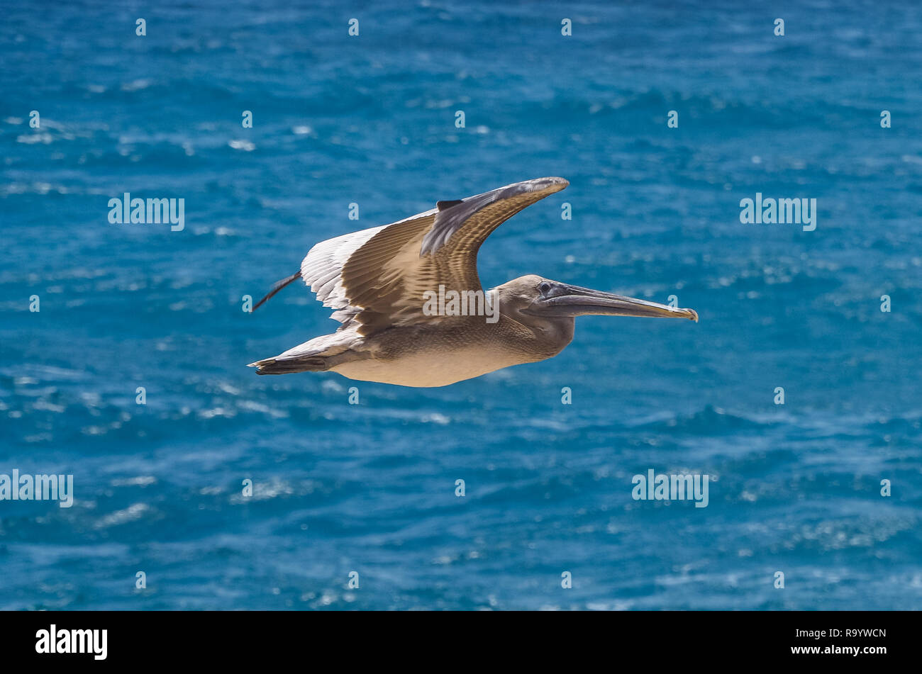 Grand Gosier (Braune Pelikan), typischen Vogel der Guadeloupe, über das Meer Fliegen Stockfoto