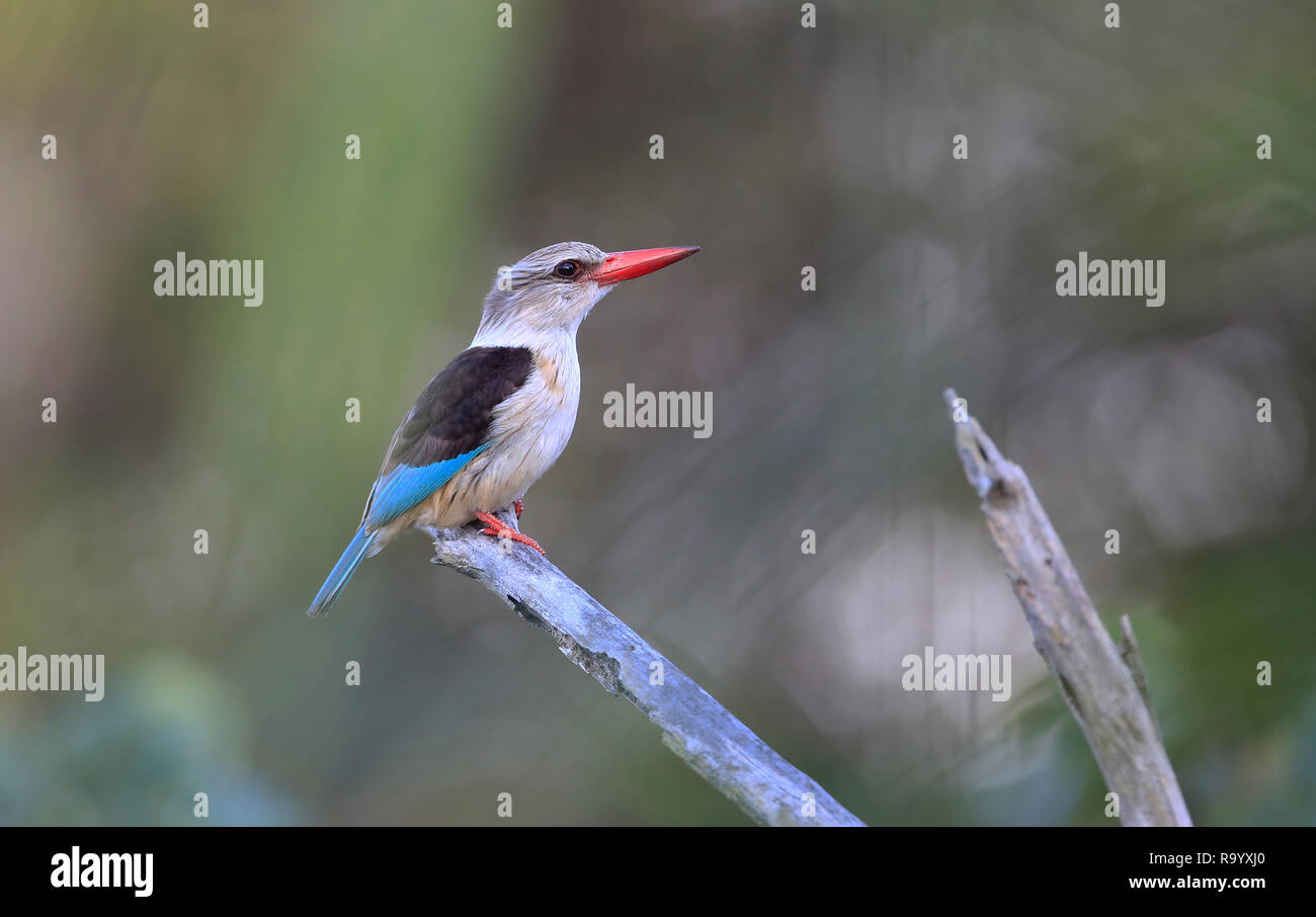 Braun - hooded Kingfisher, Halcyon albiventris, in Südafrika. Stockfoto
