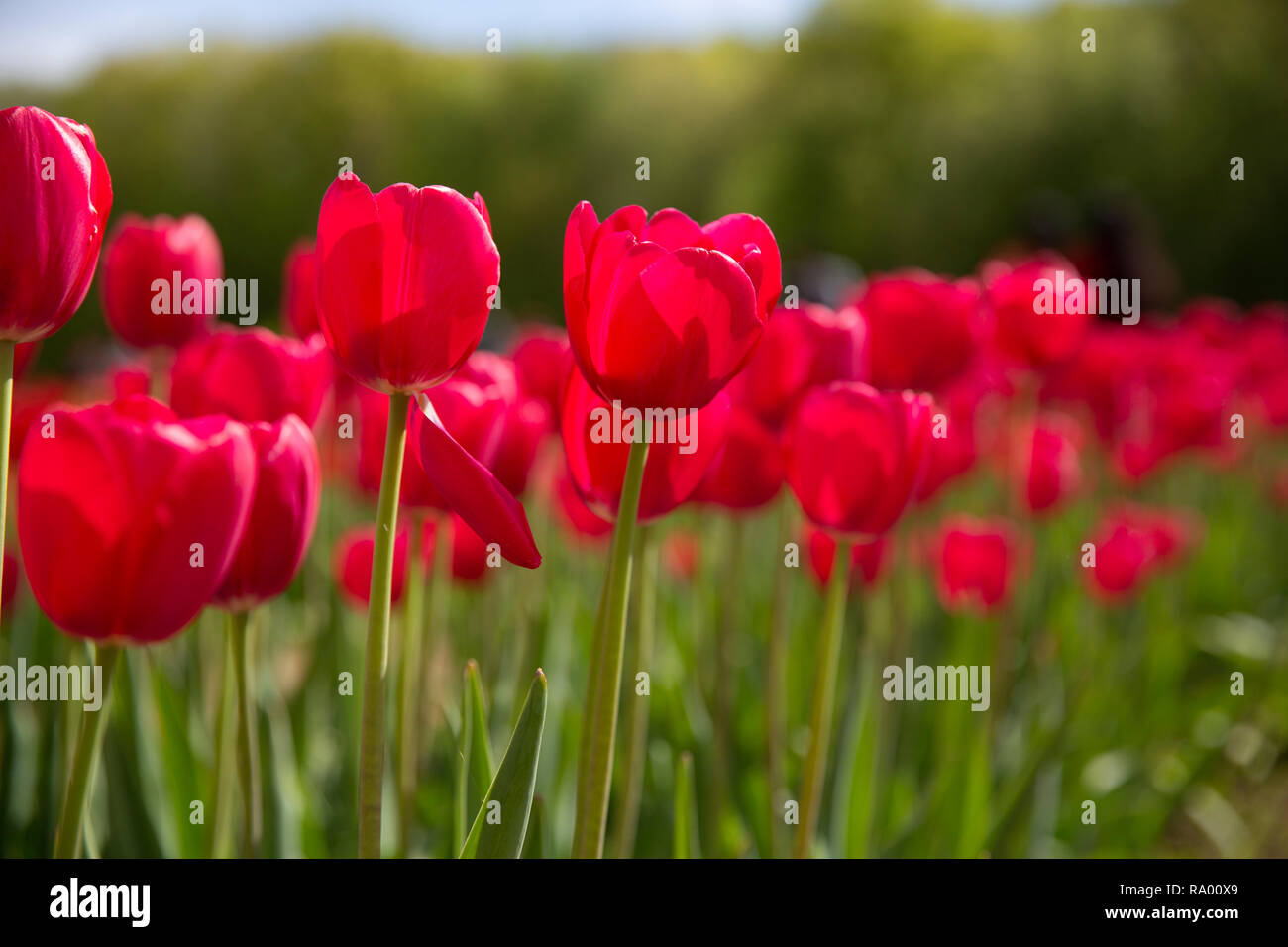 Gottlosen Tulip Farm Johnston, Rhode Island Stockfoto