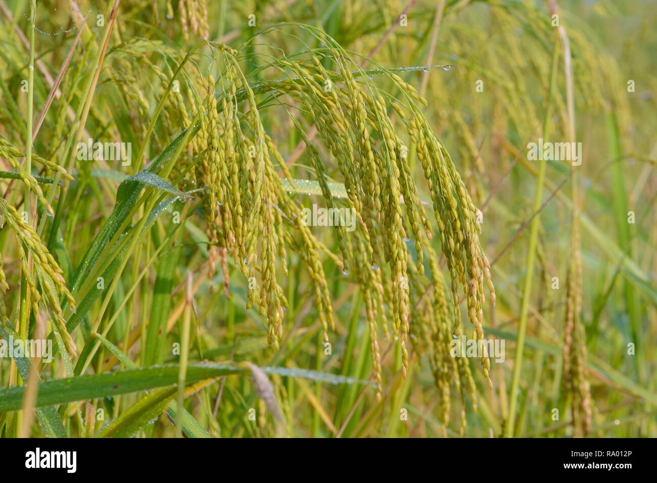 Bangladesch Anbau von Reis Stockfoto