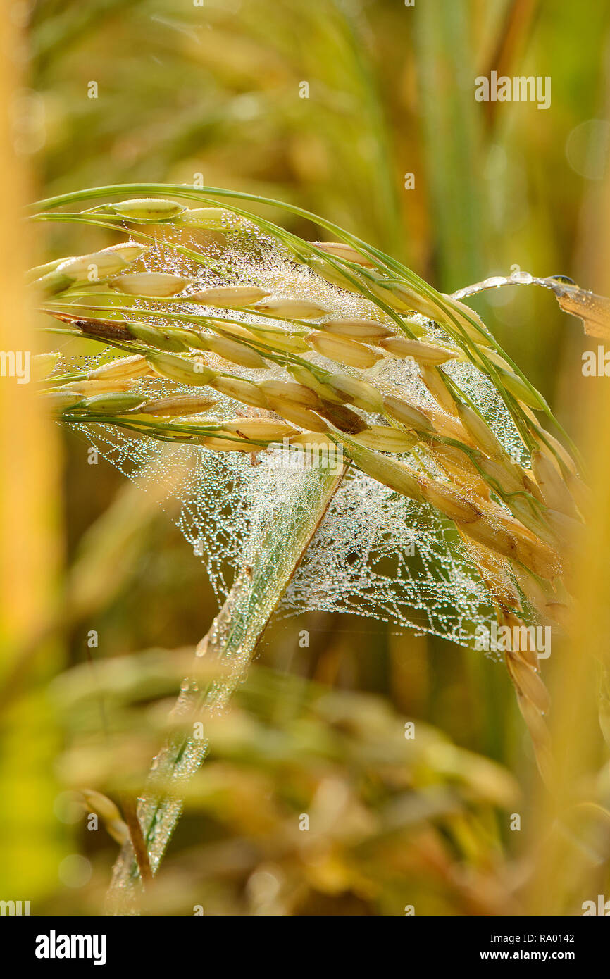 Bangladesch Anbau von Reis Stockfoto