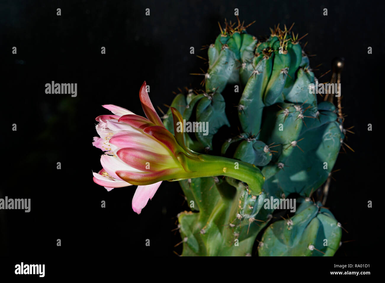Weiß blühende Kaktusblüte, Nacht, Nacht blühende Pflanze, Stockfoto