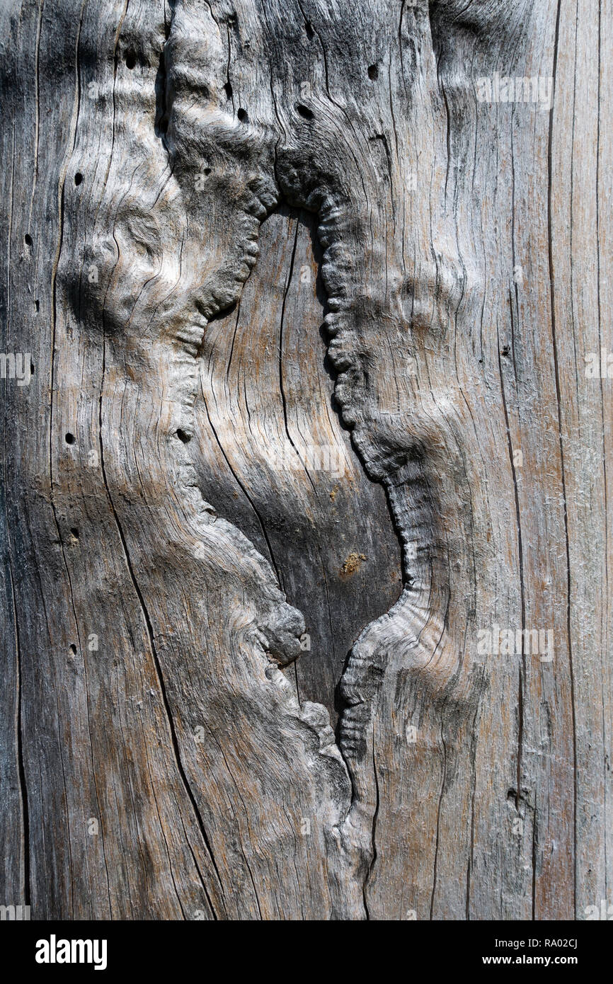 Abstrakte Holz Struktur in einem Baumstamm Stockfoto