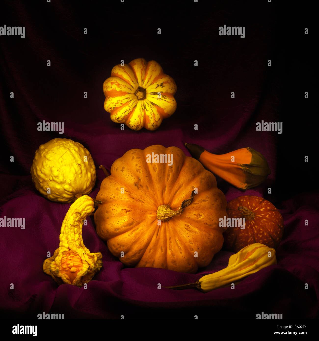 Eine Anordnung von essbaren und Zierpflanzen Winterkürbisse, Kürbisse, auf dunklem rotem Stoff drapiert. Licht Malerei immer noch Leben. Stockfoto