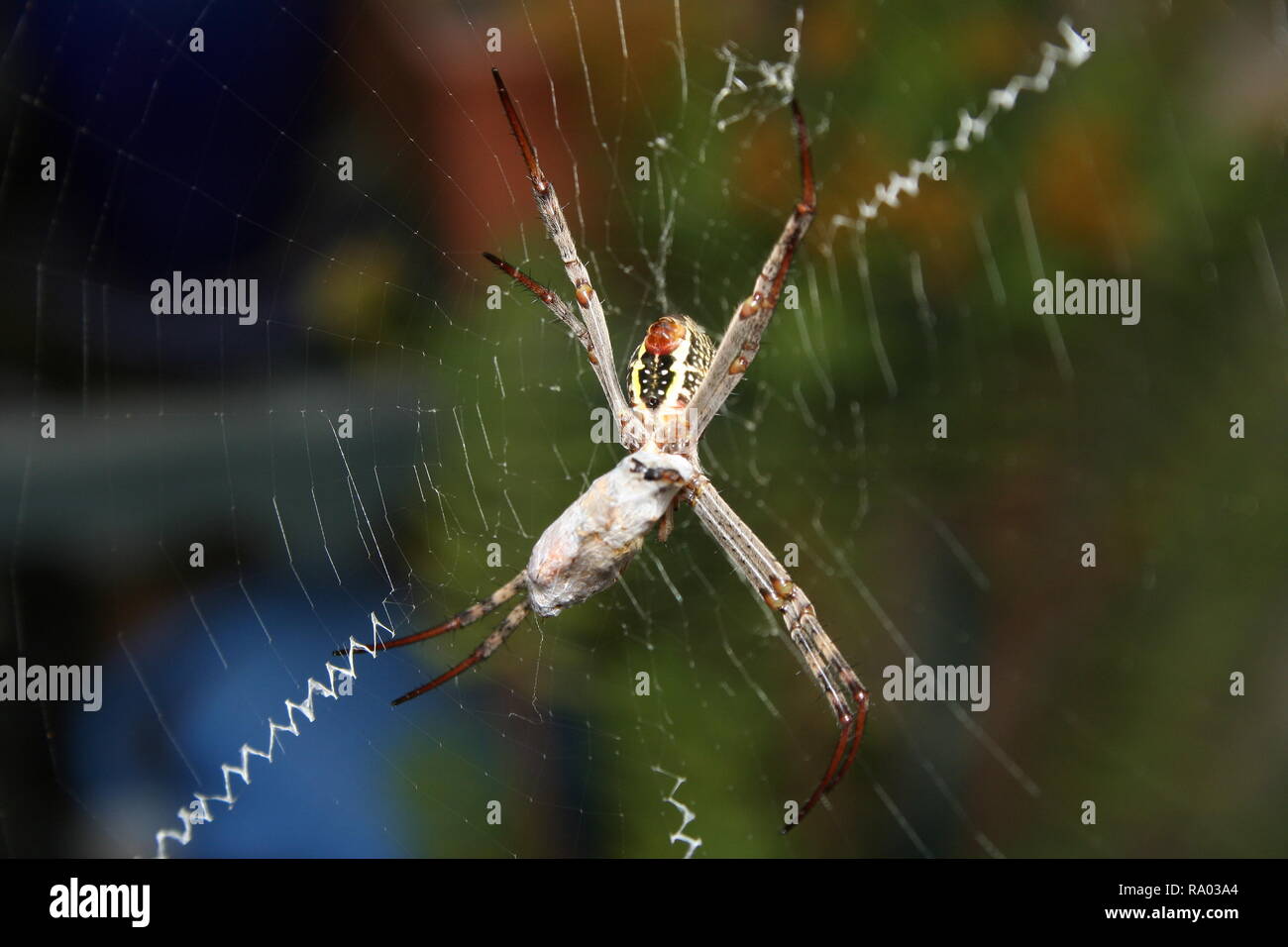 Spider - St Andrew's Cross mit erfassten Beute in Seide eingewickelt Stockfoto