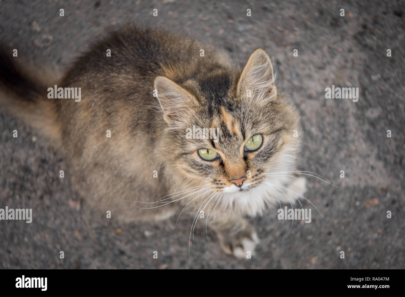 Foto von eine Schöne flauschige Katze. Haustiere. Flauschige Katze. Die Katze sitzt auf der Straße. Schönes Bild einer Katze. Pathetisch einsame Katze. Home Haustiere. Stockfoto
