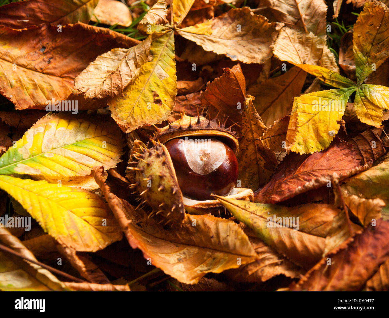 Samen von Pferd Chesnut gefallenen, Gras und Blätter Stockfoto