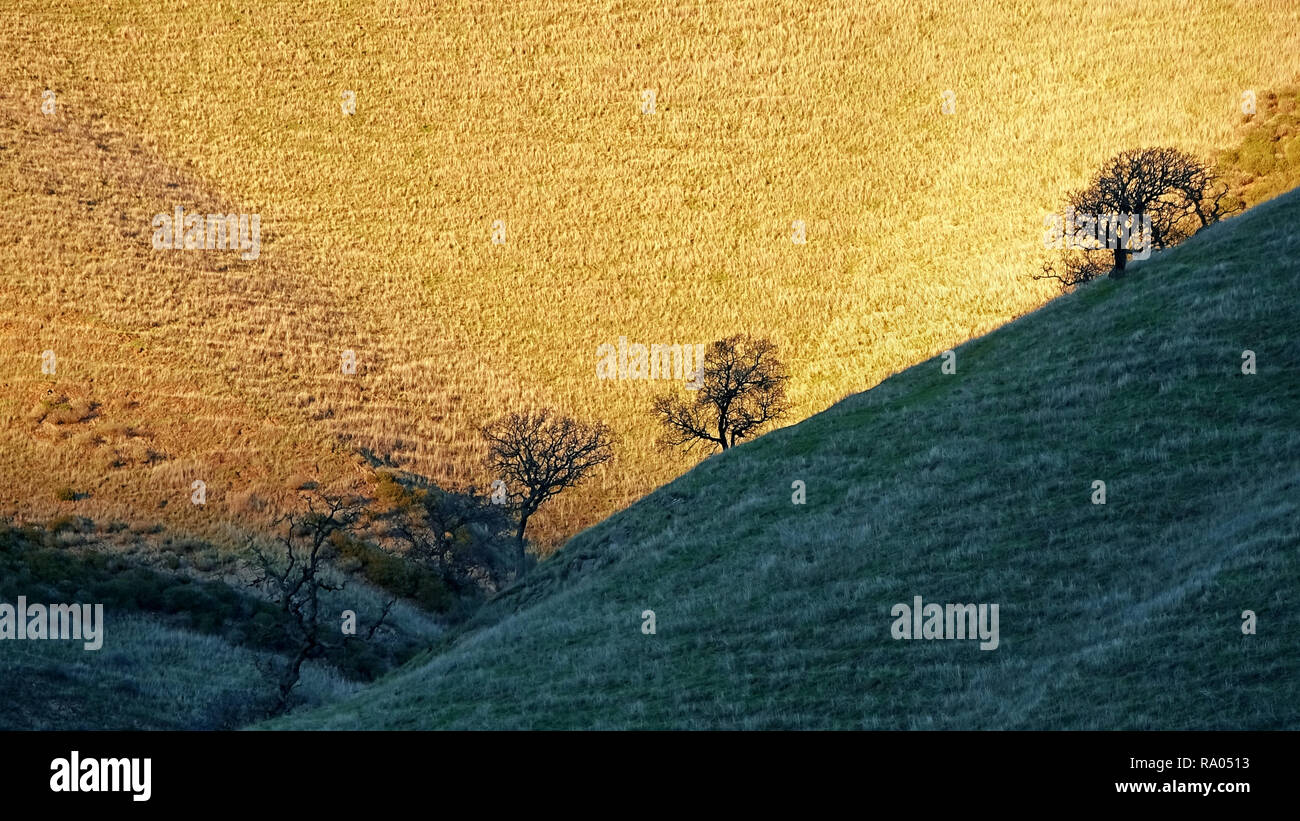 Grasbewachsene Hügel im Sonnenlicht und Schatten mit Silhouettiert kahlen Bäumen. Stockfoto