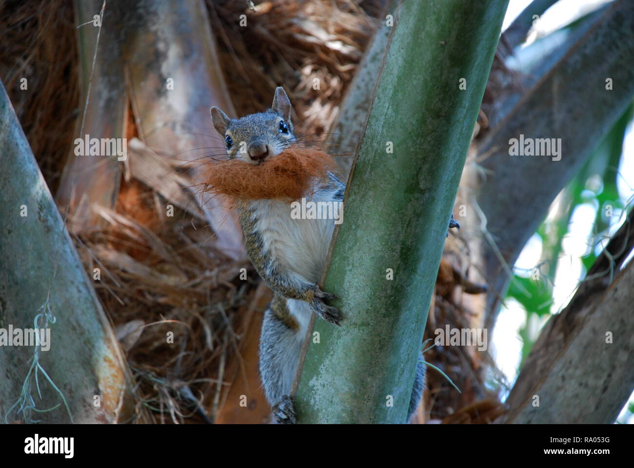 Hungriges Eichhörnchen Stockfoto