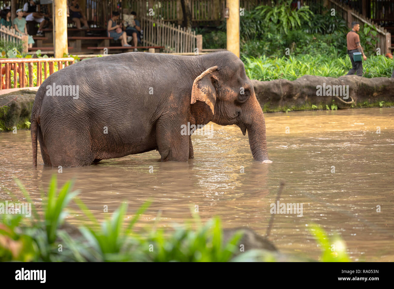 Singapur, Dezember 2018: Asiatischer Elefant, Elephas maximus, Baden in Singapur Zoo. Stockfoto