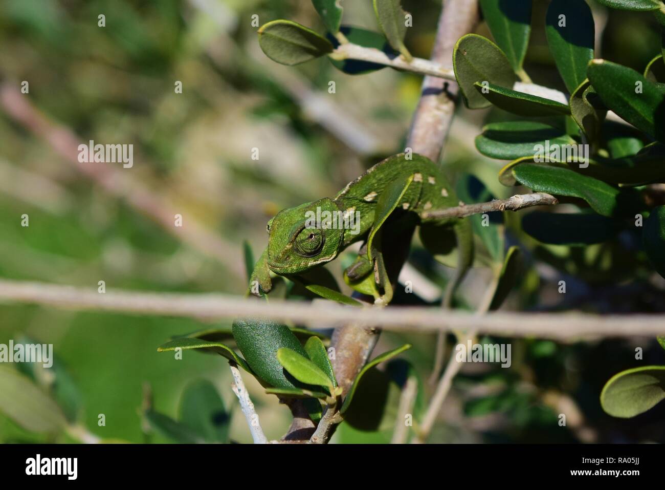 Ein baby kinder Mediterrane Chameleon (Chamaeleo chamaeleon) langsam auf einen Olivenbaum Olea Europaea Zweig Zweig, Grün in Malta getarnt Stockfoto