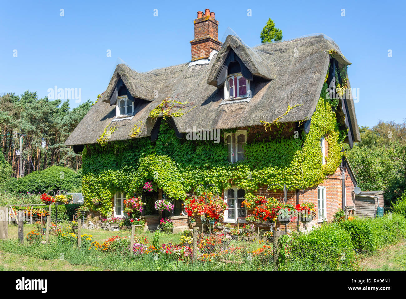 Mit Efeu bewachsene Reetdachhaus, Butley, Suffolk, England, Vereinigtes Königreich Stockfoto