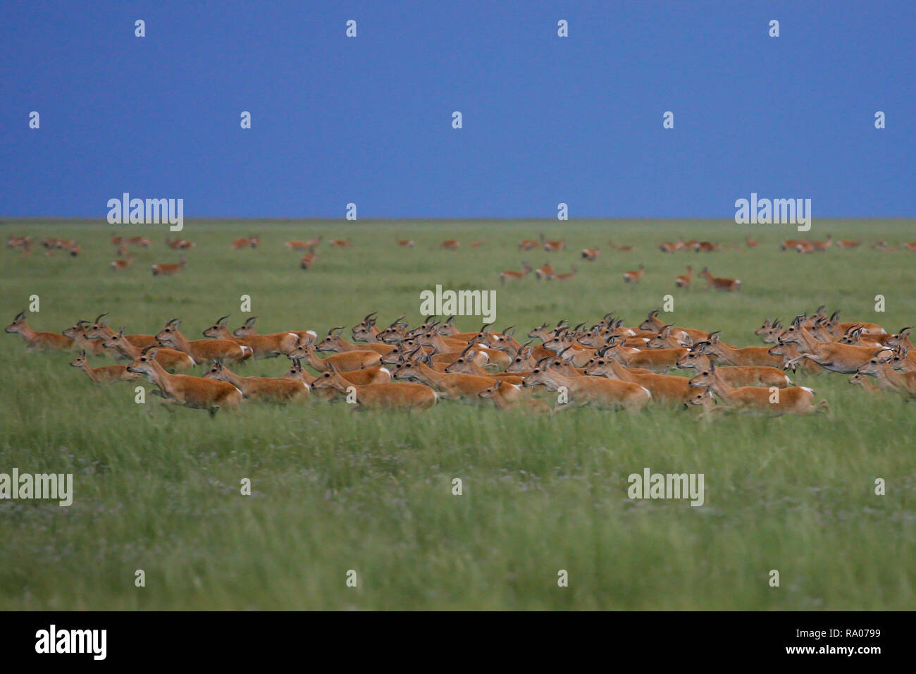 Goitreed Gazelle (Gazella subgutturosa hilleriana), die Herde in Menengyn Tal, Dornod, Mongolei Stockfoto