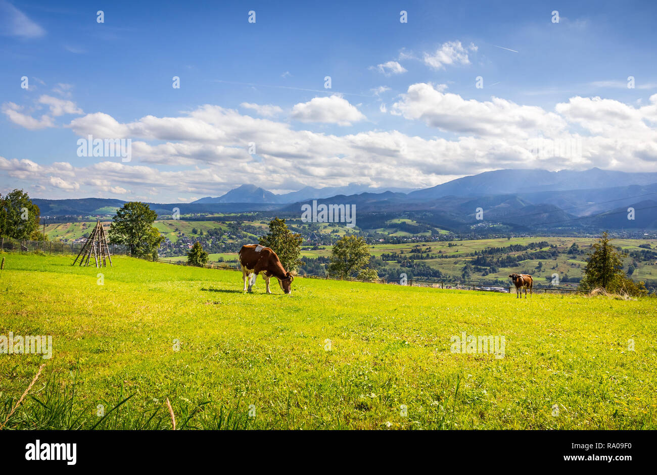 Sommer Panorama der Tatra, die Umgebung der Stadt, im südlichen Polen Zakopane Stockfoto