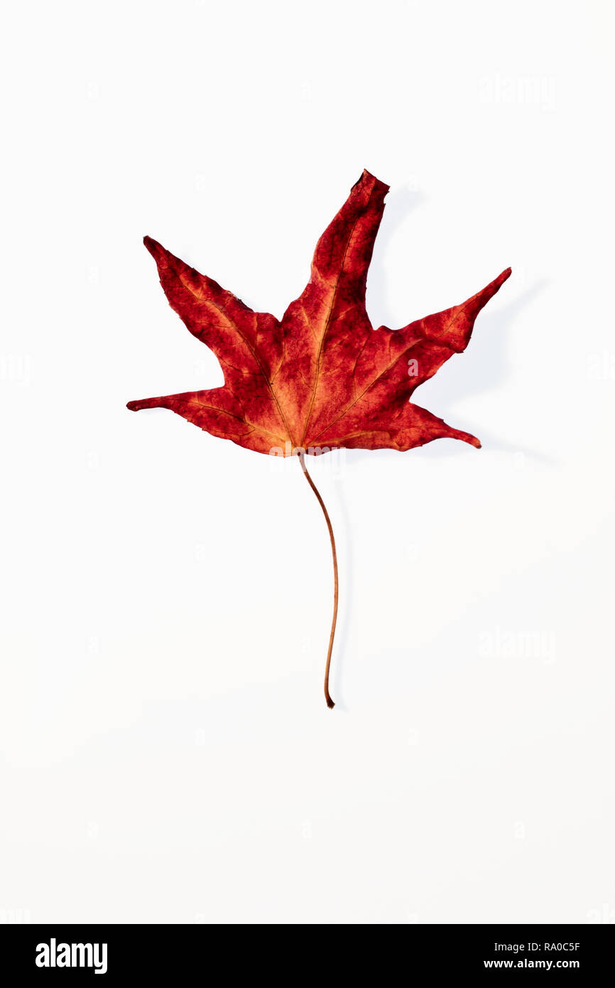 Herbstliche Blätter fotografiert auf einem weißen Hintergrund im Studio Stockfoto