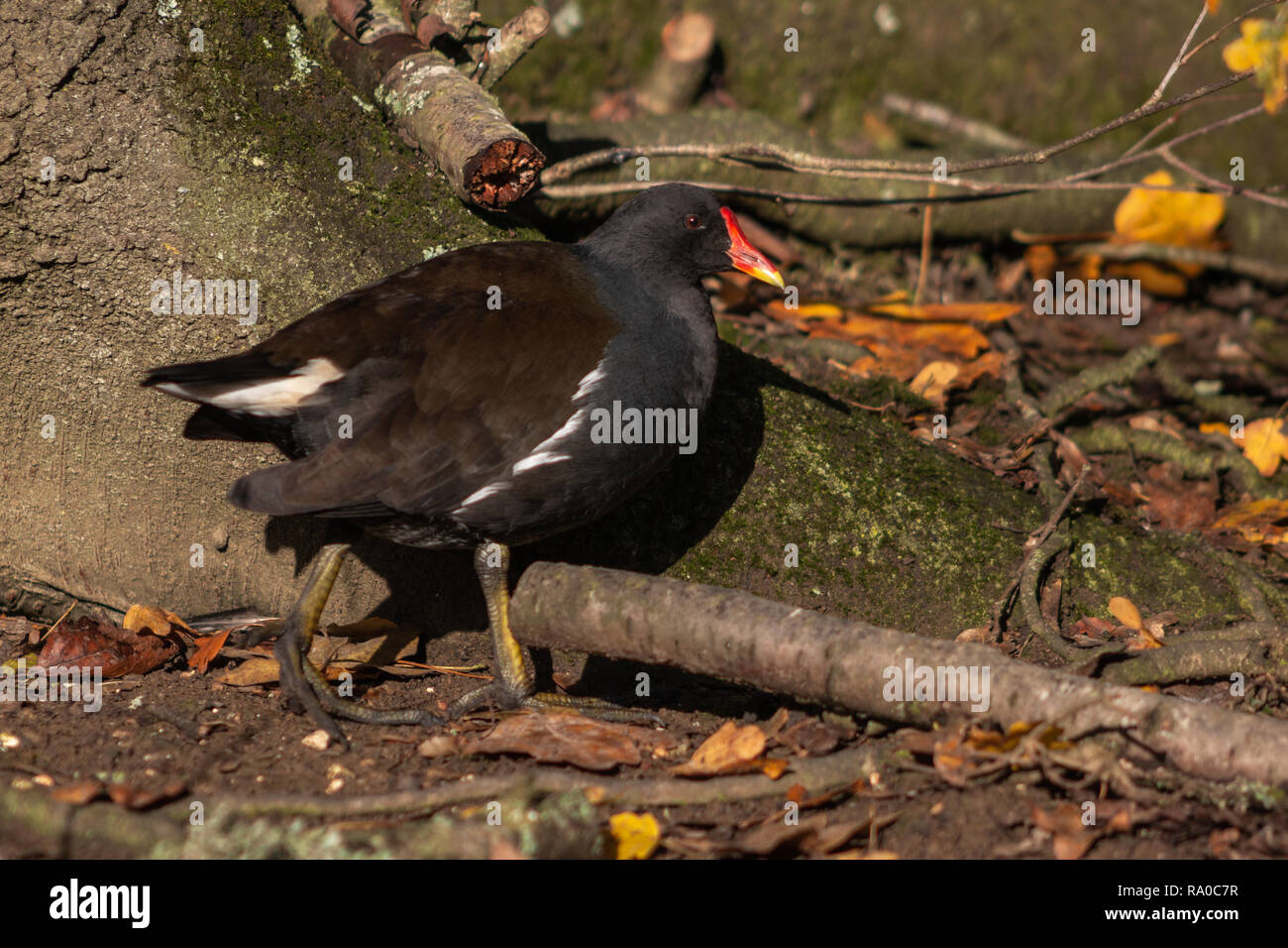 Sumpfhuhn an der Unterseite eines Baums Stockfoto