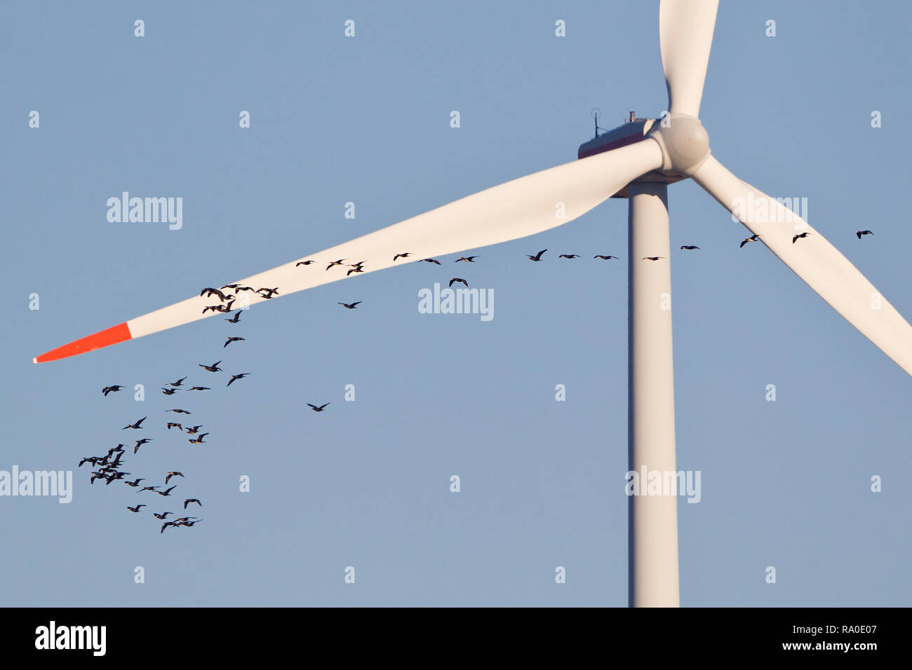 Kormoran (Phalacrocorax carbo) große Herde vor wind turbine Fliegen, Niedersachsen, Deutschland Stockfoto