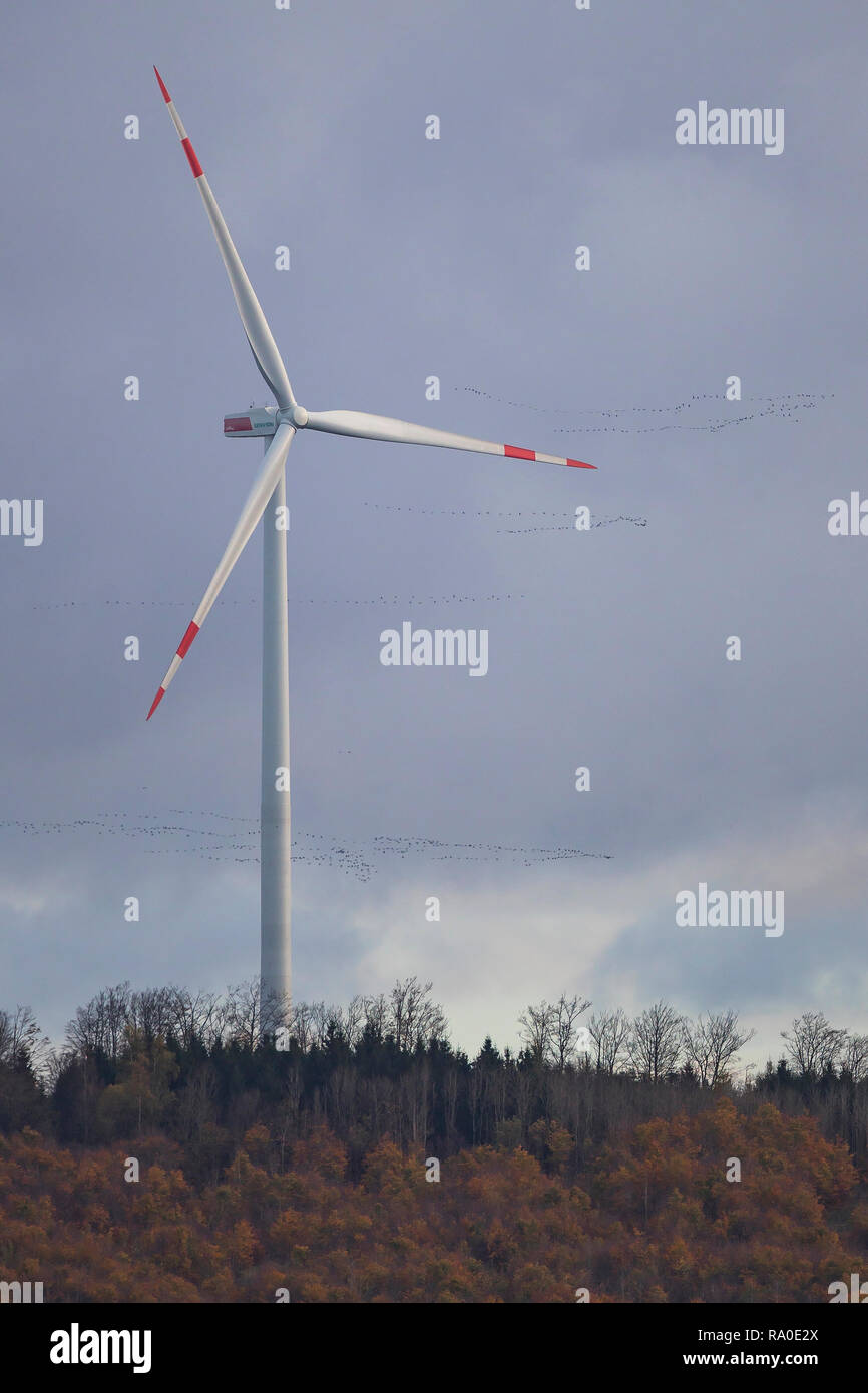 Kranich (Grus Grus) große Herde fliegen über die Windenergieanlage, Hessen, Deutschland Stockfoto