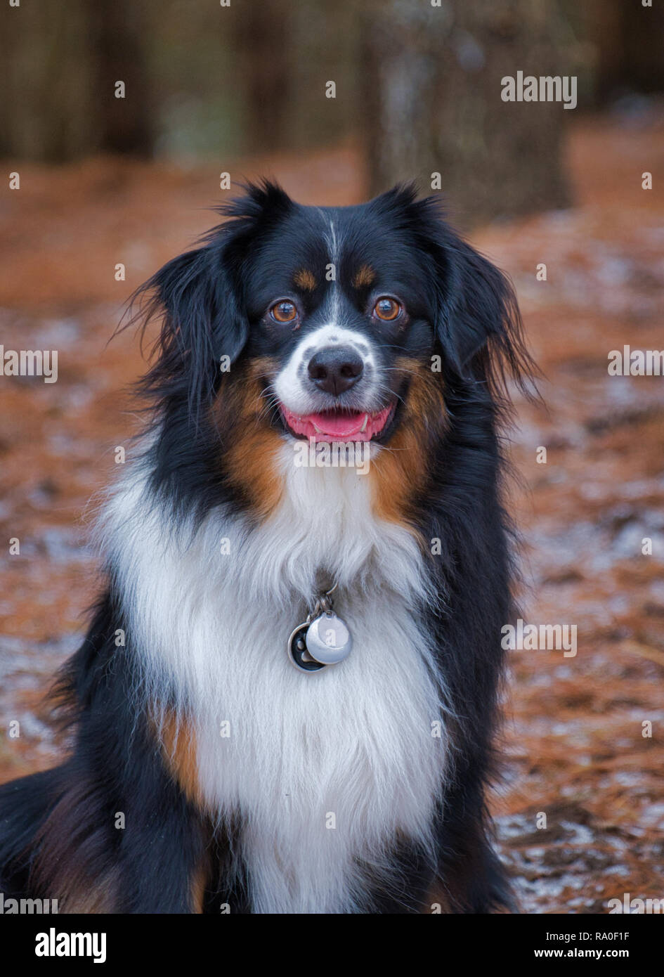 Miniatur Australian Shepherd Porträt Stockfoto