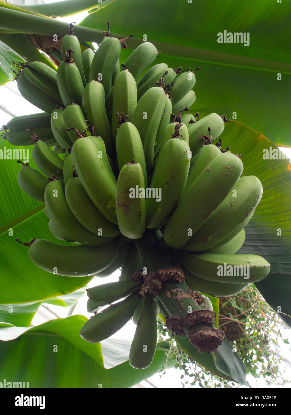 Bündel von grünen Bananen auf einem Baum Stockfoto