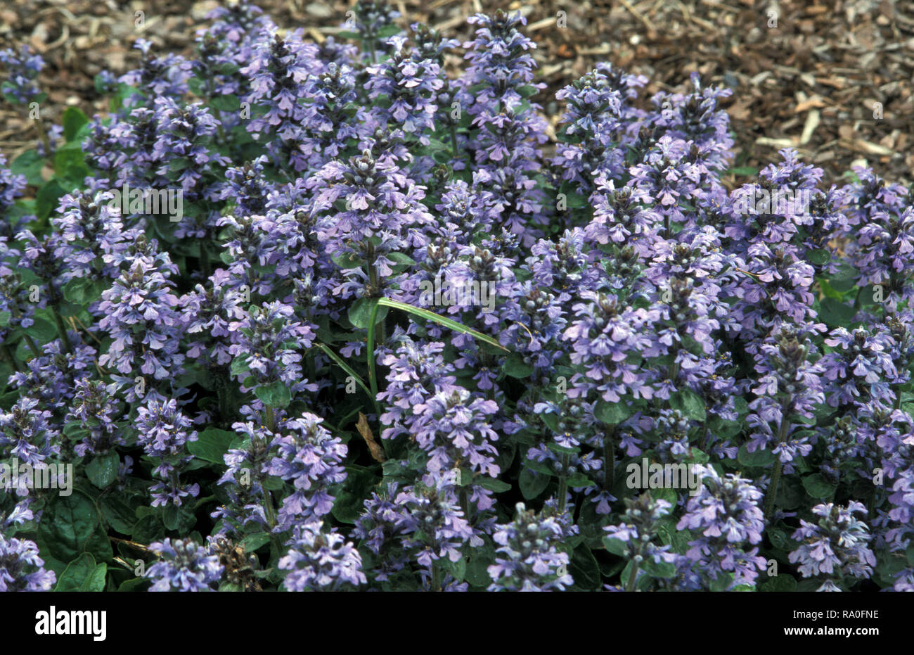 AJUGA GENEVENSIS, HÄUFIG BEKANNT ALS BLAUER STRAUCH, AUFRECHTER STRAUCH, GENEVER STRAUCH oder BLAUER STRAUCH. AUSTRALIEN. Stockfoto