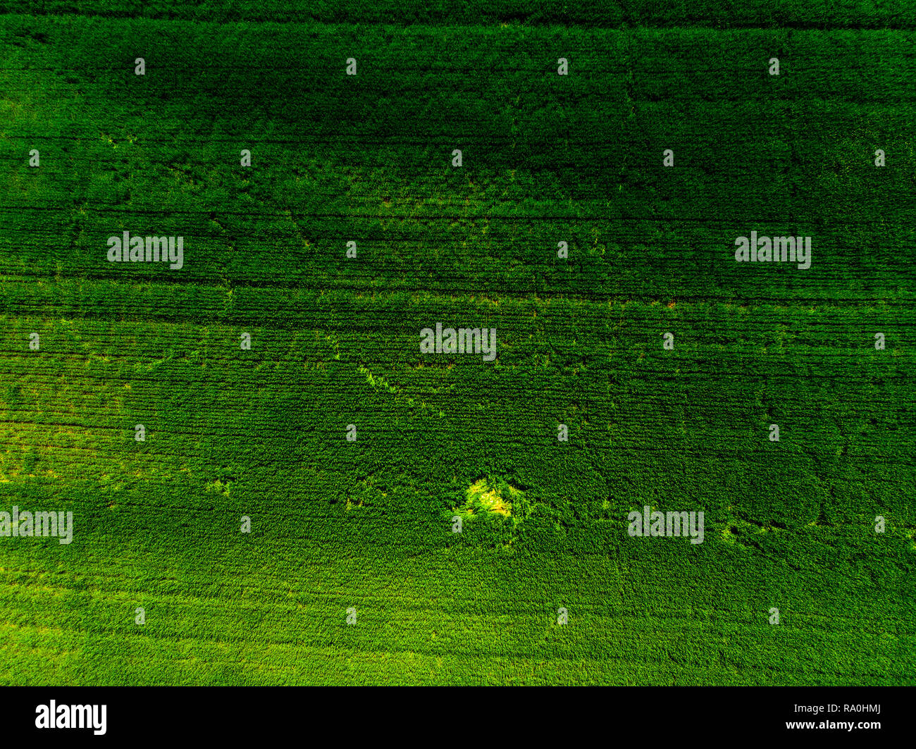 Drohne, oben, Luftaufnahme zum grünen Weizenfeld im Frühjahr Stockfoto