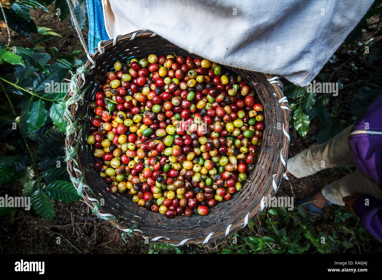 Kaffeepflanzer Kommissionierung reife Kirsche Bohnen. Stockfoto