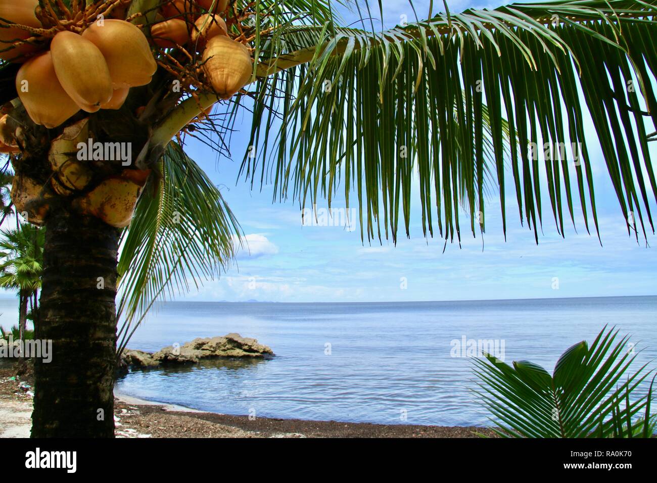 Gelbe frische Kokosnüsse auf einem entfernten Strand in der Karibik Stockfoto