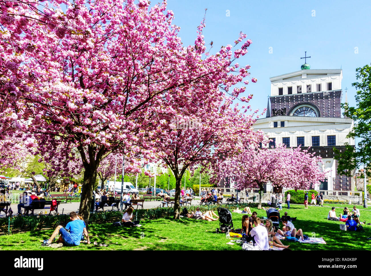 Rosa Kirschbäume blühen im Frühling, Jiriho z Podebrad Square, Vinohrady, Prag, Tschechische Republik Europa Menschen genießen ein Picknick im Spring City Park Stockfoto