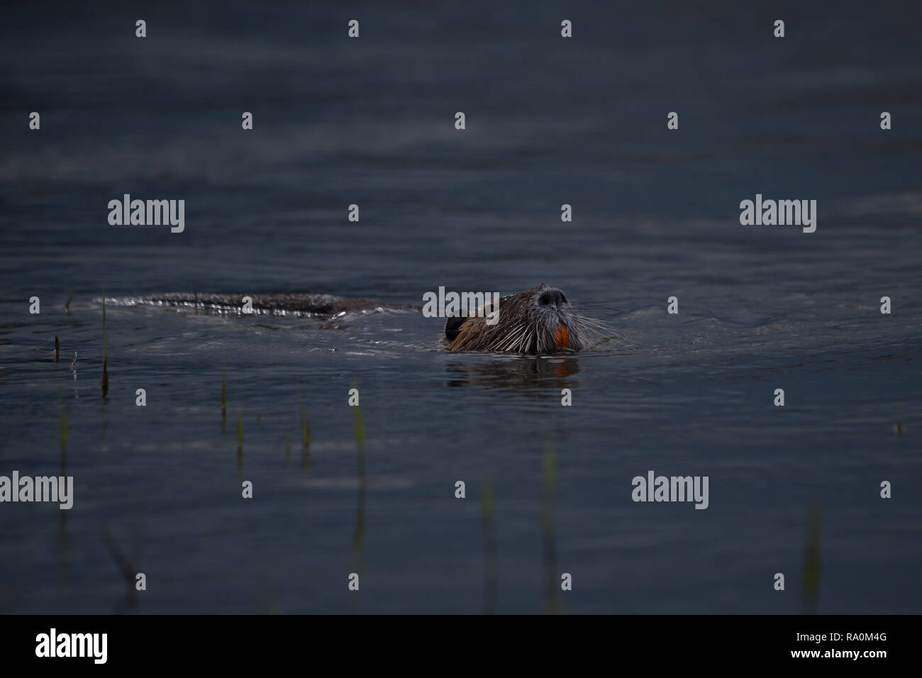 Coypu in der Loire Stockfoto