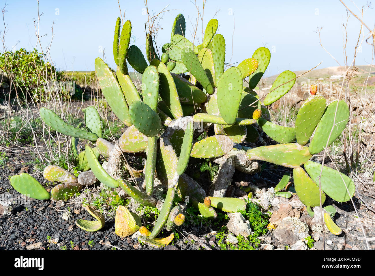 Nopal arten kaktusfeigenarten Fotos und Bildmaterial in hoher