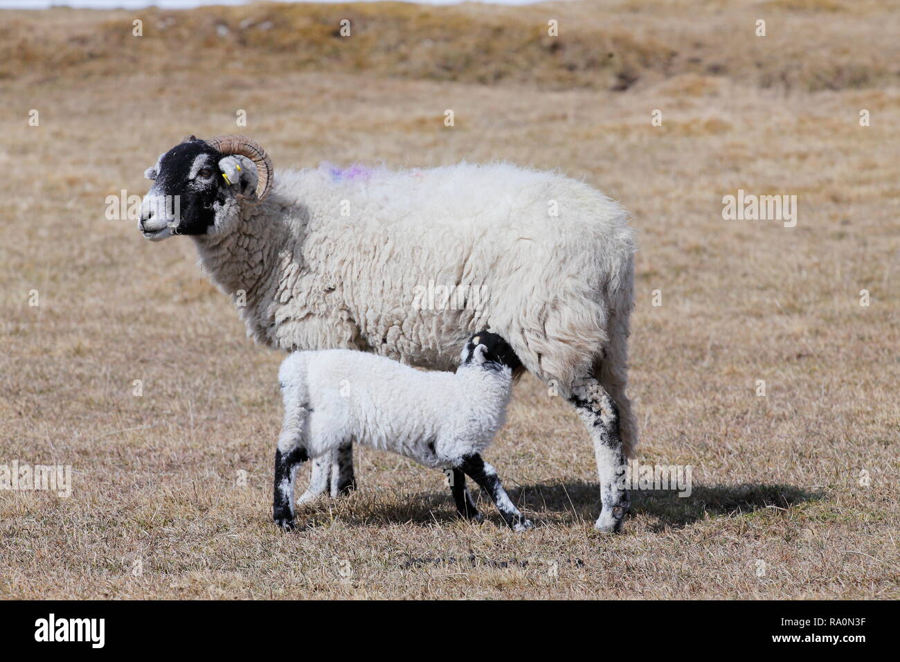 Schafe erziehen -Fotos und -Bildmaterial in hoher Auflösung – Alamy