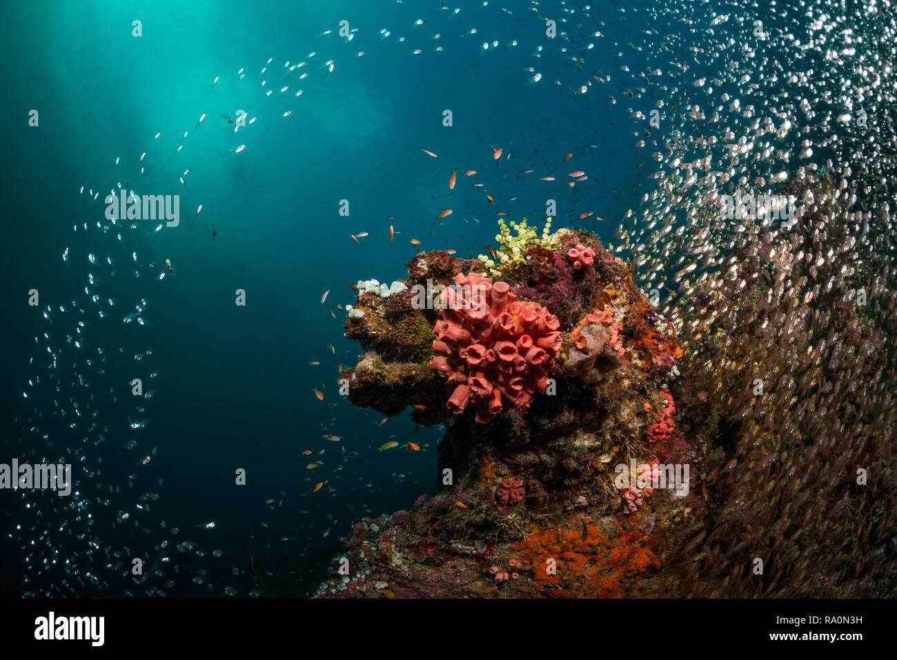 Malediven reef Landschaft Stockfoto