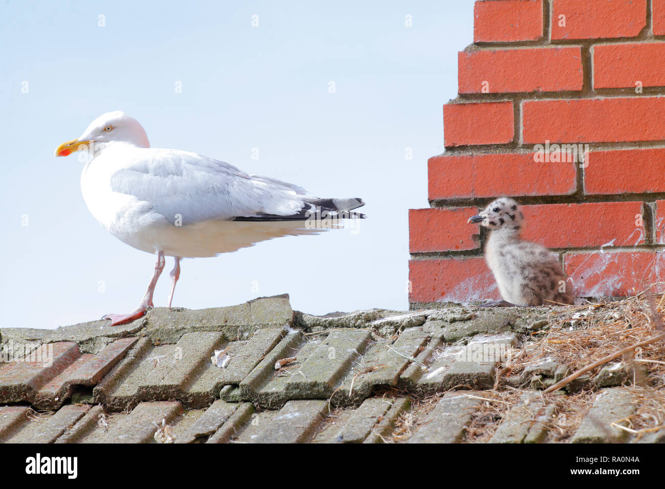 Ein erwachsener Silbermöwe mit Sie ist jung, auf einem Dach nest Website in Scarborough an der Küste von North Yorkshire. Stockfoto