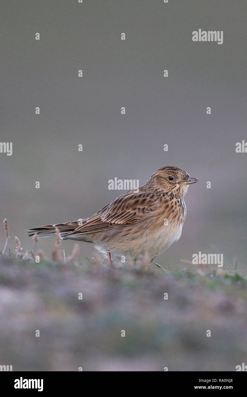 Feldlerche (Alauda Arvensis) Stockfoto