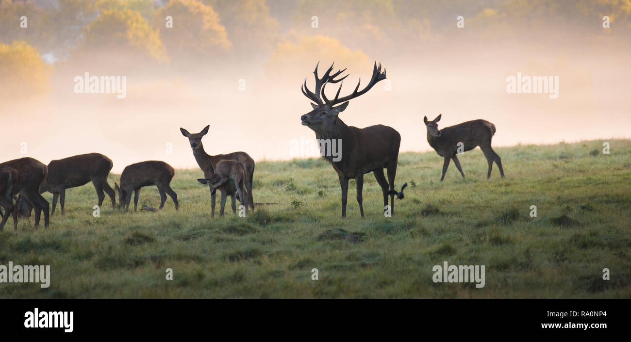 Rotwild im Richmond Park während der Brunftzeit. Stockfoto