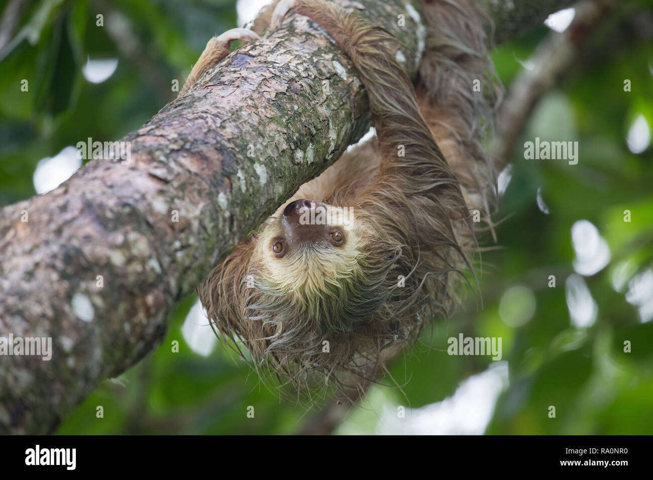 Eine wilde zwei Toed sloth in Costa Rica. Stockfoto