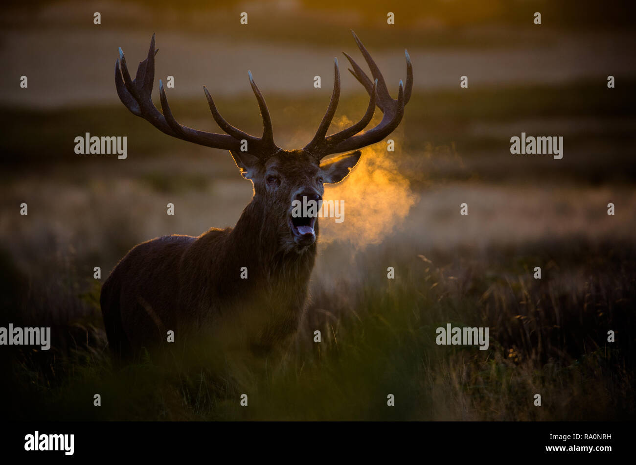 Rotwild im Richmond Park, London während der Brunftzeit Stockfoto