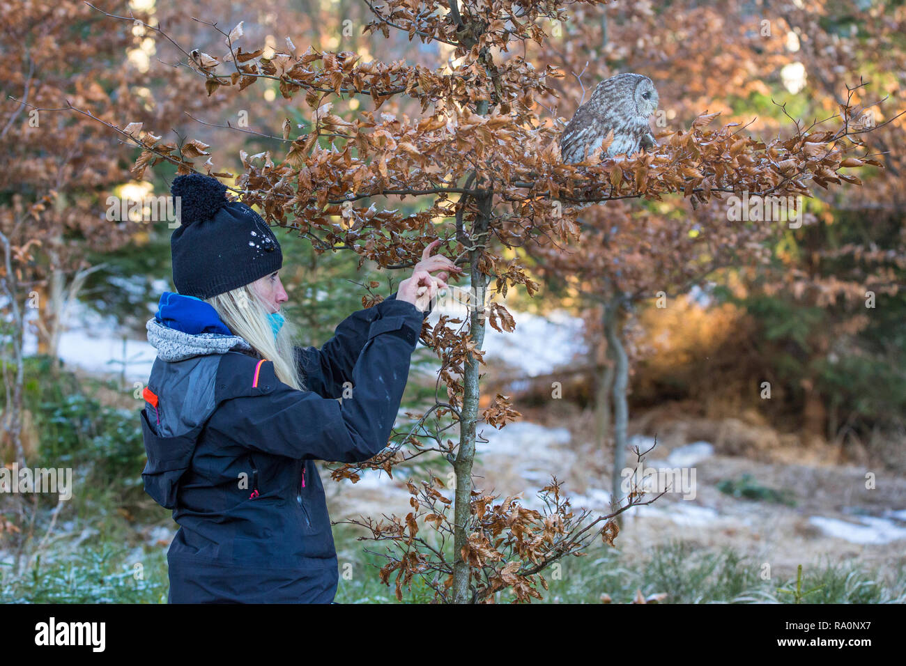 Ein Waldkauz, Strix aluco, mit Greifvorrichtung Stockfoto