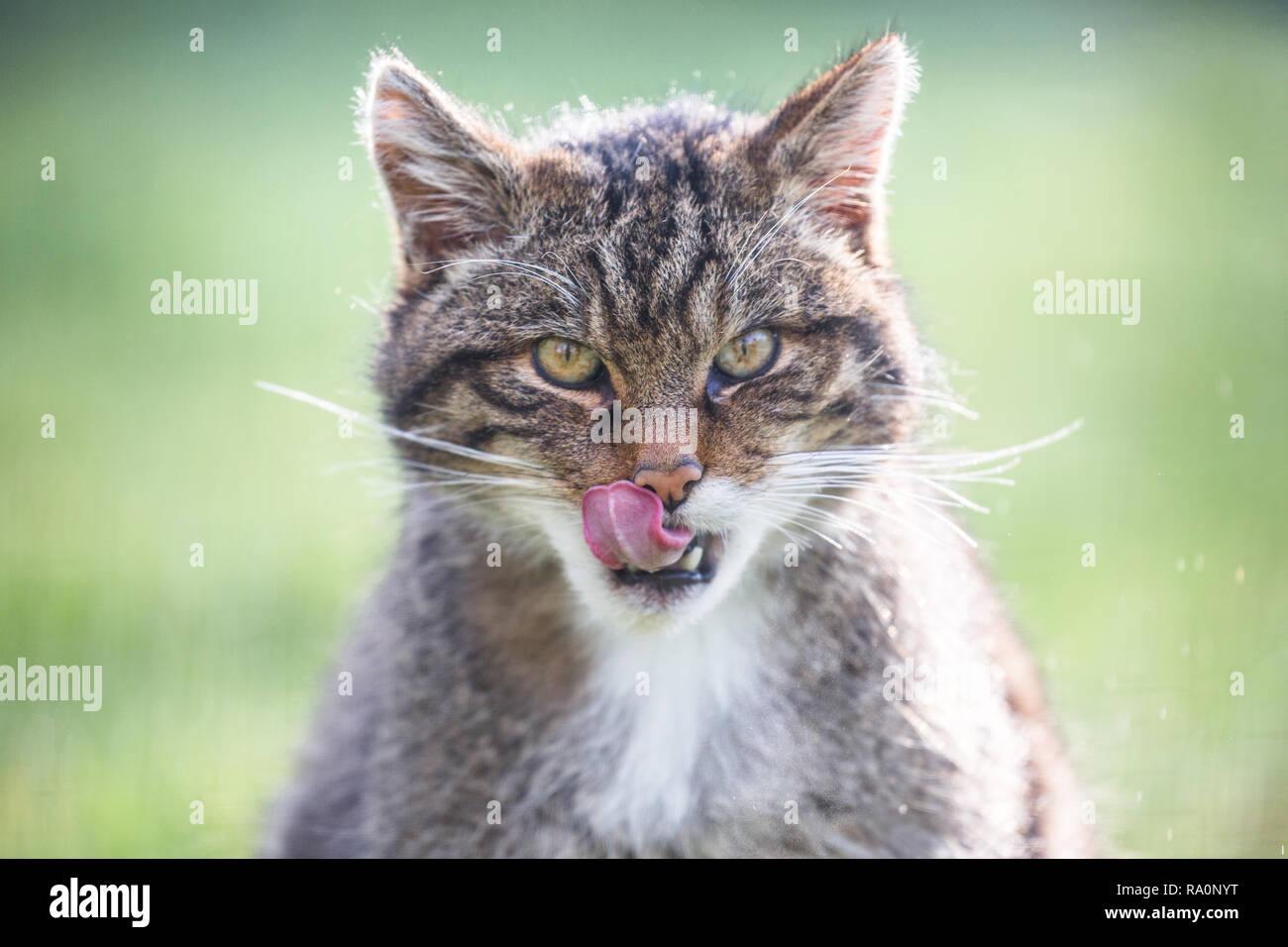 Schottische Wildkatze (Captive) Portrait. Stockfoto