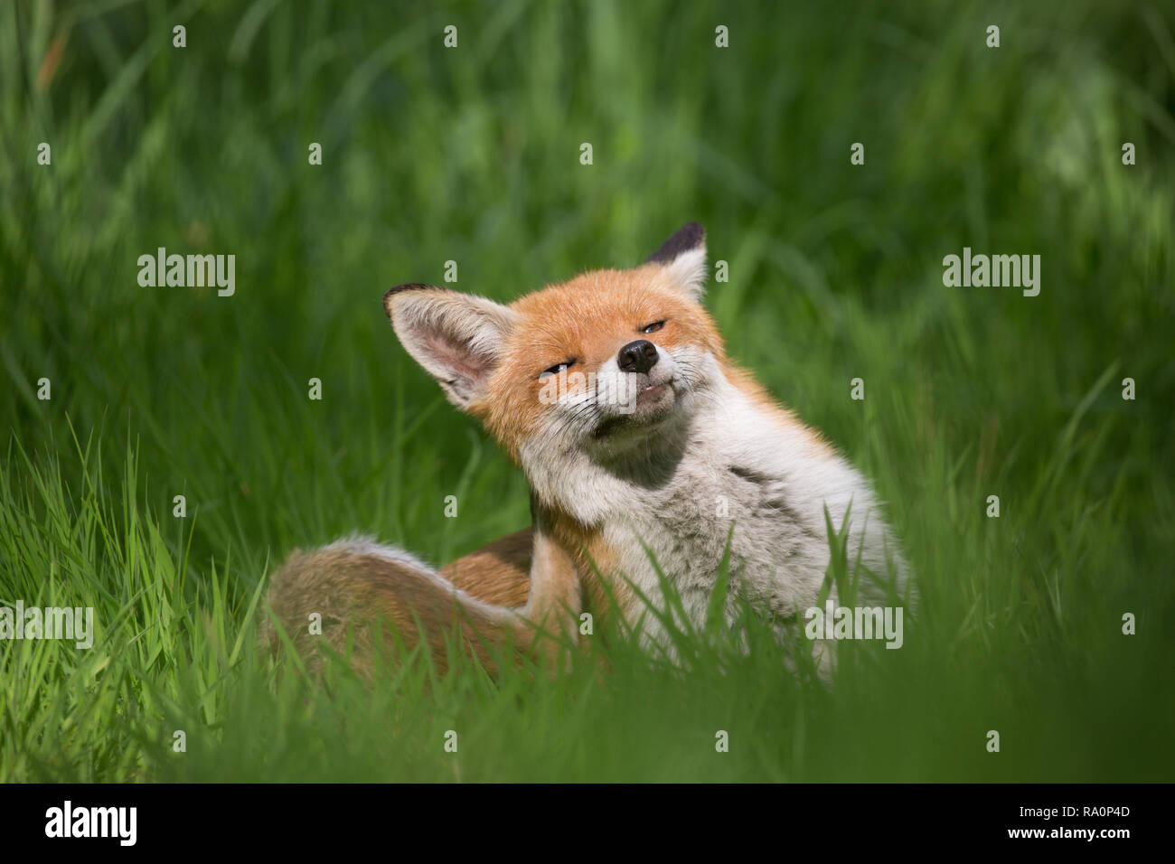 Ein roter Fuchs in South West London. Stockfoto