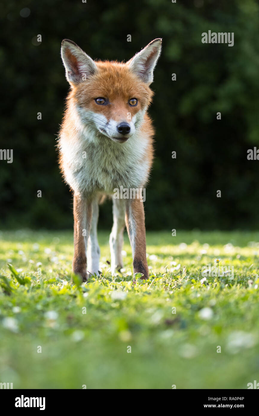 Ein roter Fuchs in South West London. Stockfoto