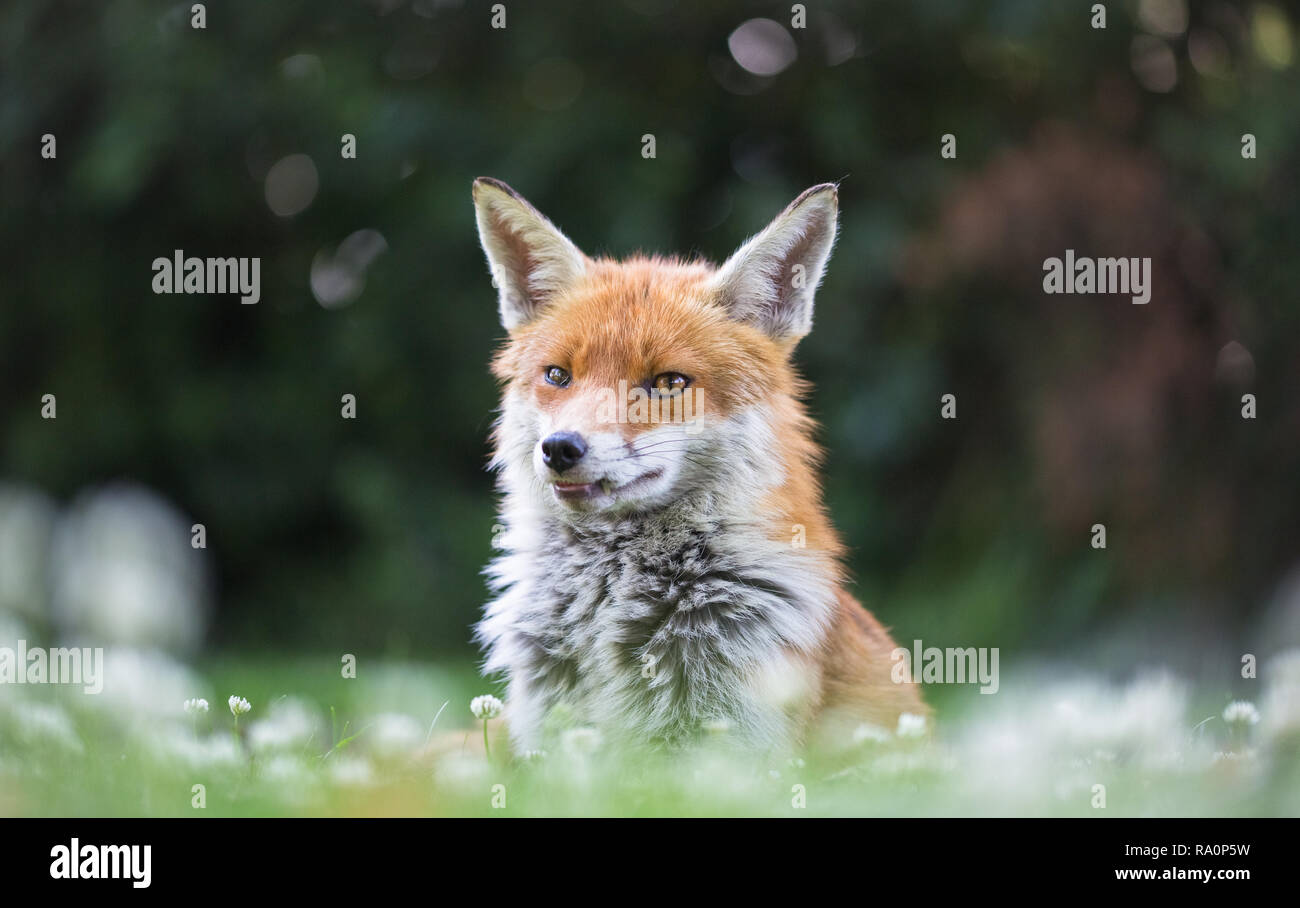 Ein roter Fuchs in South West London. Stockfoto