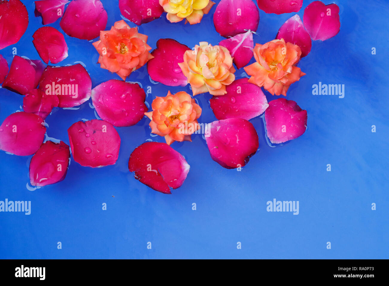 Roten Rosenblättern und gelbe Rose Blume floting in Wasser, blauer Hintergrund Stockfoto