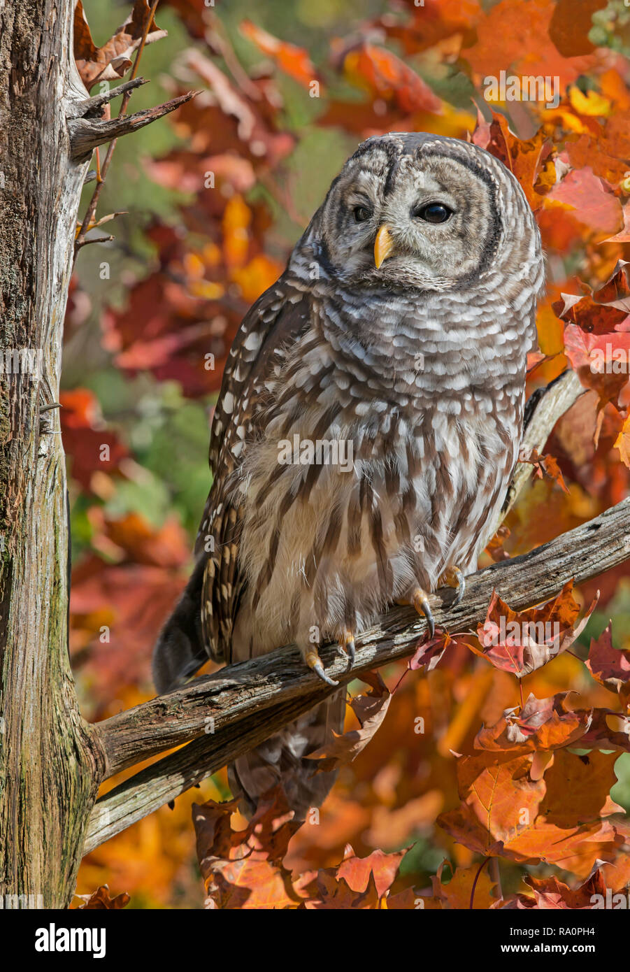 Owl (Strix varia), herbstliche Farben, E. Laubwald, E USA, durch Überspringen Moody/Dembinsky Foto Assoc gesperrt Stockfoto