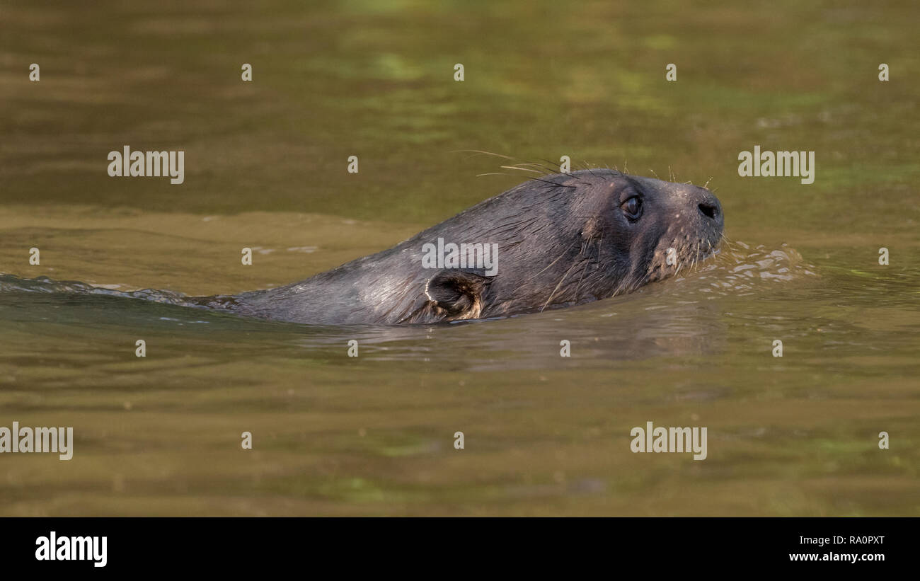 Riesenotter in Porto Jofre Stockfoto