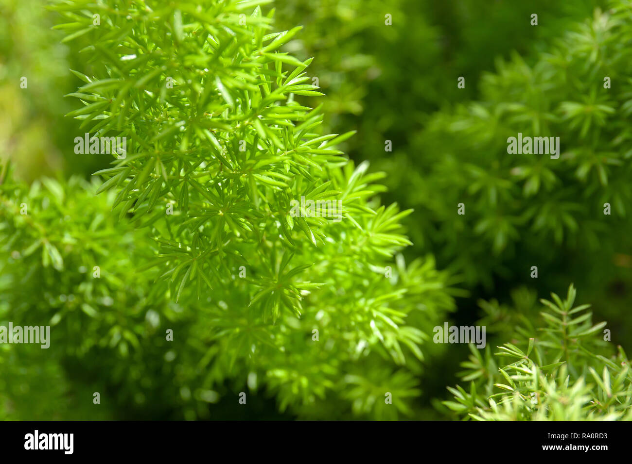 Kleine grüne Blätter, Junge Blätter Pflanzen wachsen im Garten, Abstrakte grüne Natur Hintergrund, Close-up. Stockfoto