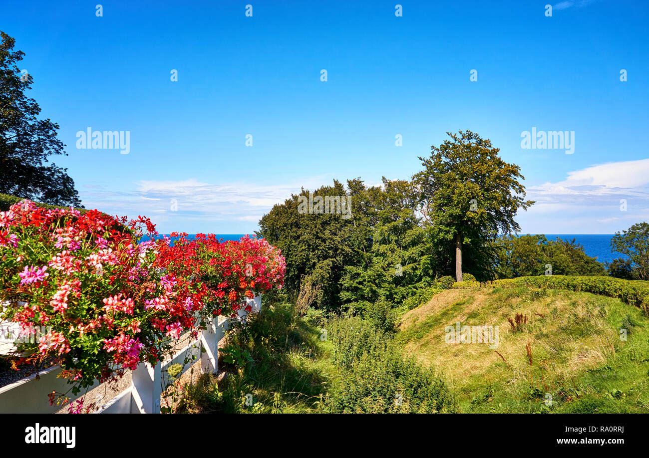 Tree pelargonium Stockfotos und bilder Kaufen Alamy