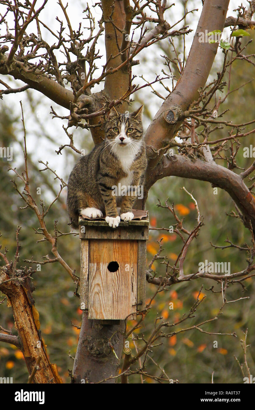 Haus Katze sitzt auf dem Dach von Vogel Nistkasten, Land Brandenburg, Deutschland Stockfoto