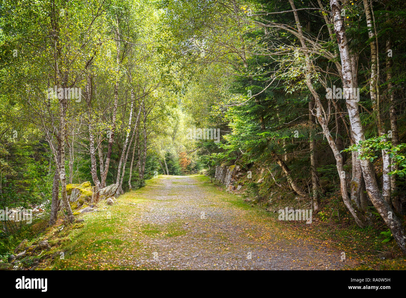 Helles Licht auf Sommer Wald in den Pyrenäen Stockfoto
